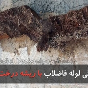 گرفتگی لوله فاضلاب با ریشه درخت